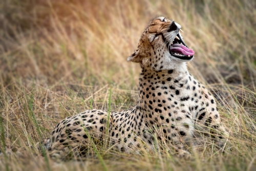 Foto Tanzania Experience: dalla savana all’oceano di Zanzibar